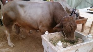 Qurbani Bull Pics 2017 - Qurbani Ox Pictures for Eid ul 