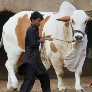 Qurbani Bull Pics 2017 - Qurbani Ox Pictures for Eid ul 