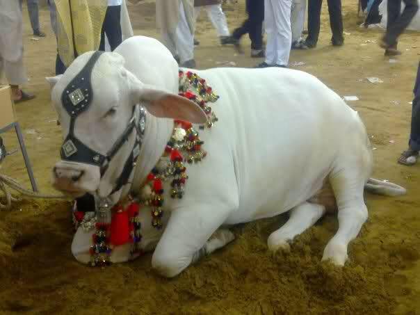 Qurbani Cow Pics in Pakistan - Eid ul Adha Cow Pictures 