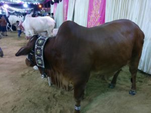 Qurbani Bull Pics 2017 - Qurbani Ox Pictures for Eid ul 