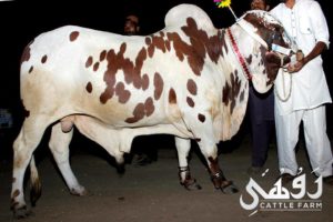 Qurbani Bull Pics 2017 - Qurbani Ox Pictures for Eid ul 