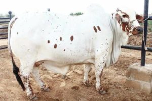 Qurbani Cow Pics in Pakistan - Eid ul Adha Cow Pictures 
